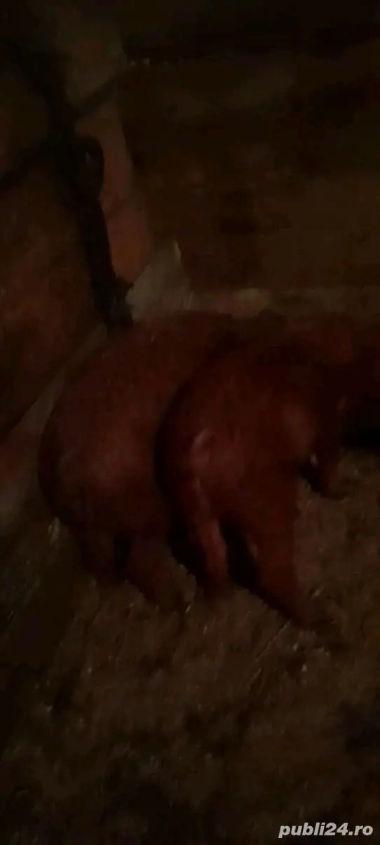 De vânzare 4 grasuni 