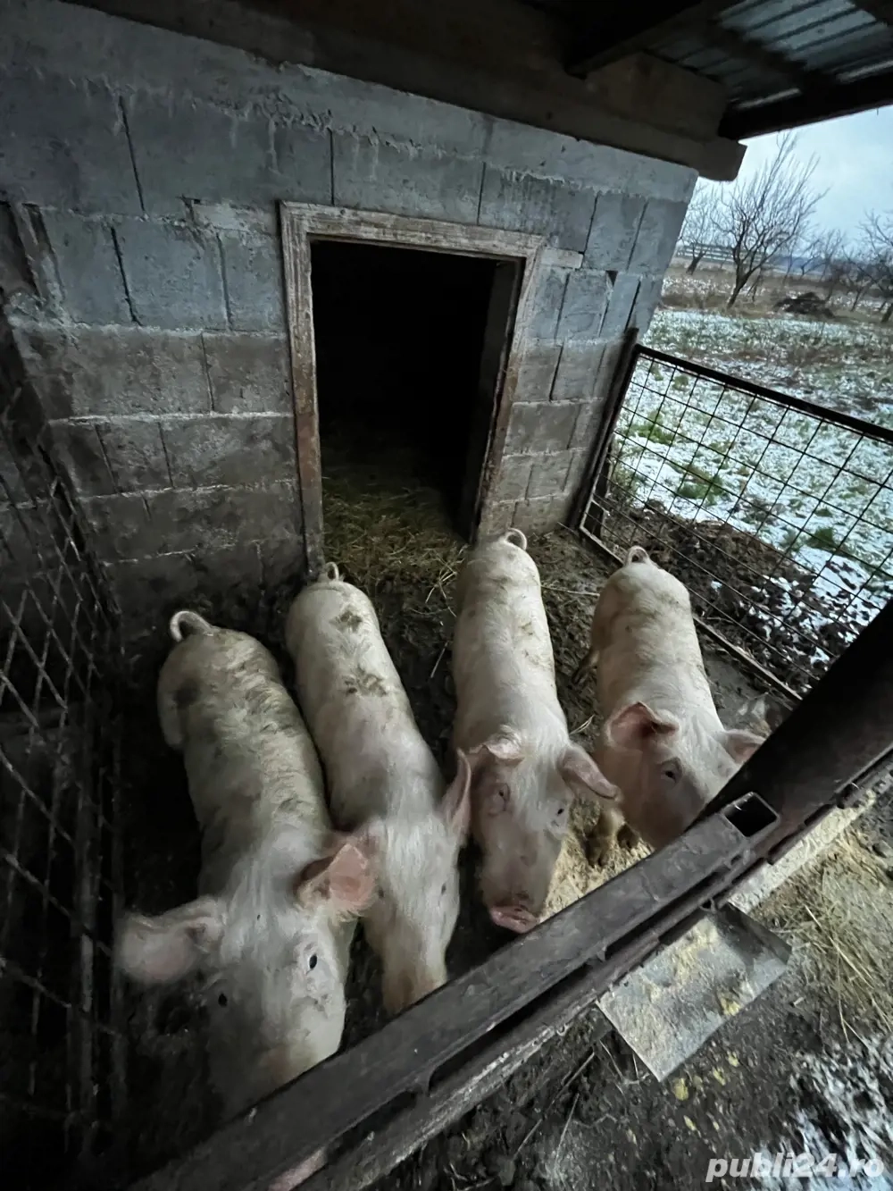 Vand purcei șoldani 