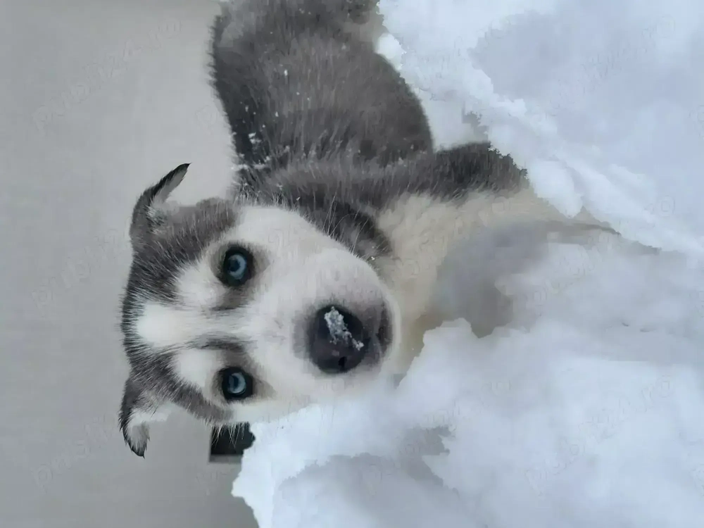 Husky,1 mascul si 4 femele URGENT!!