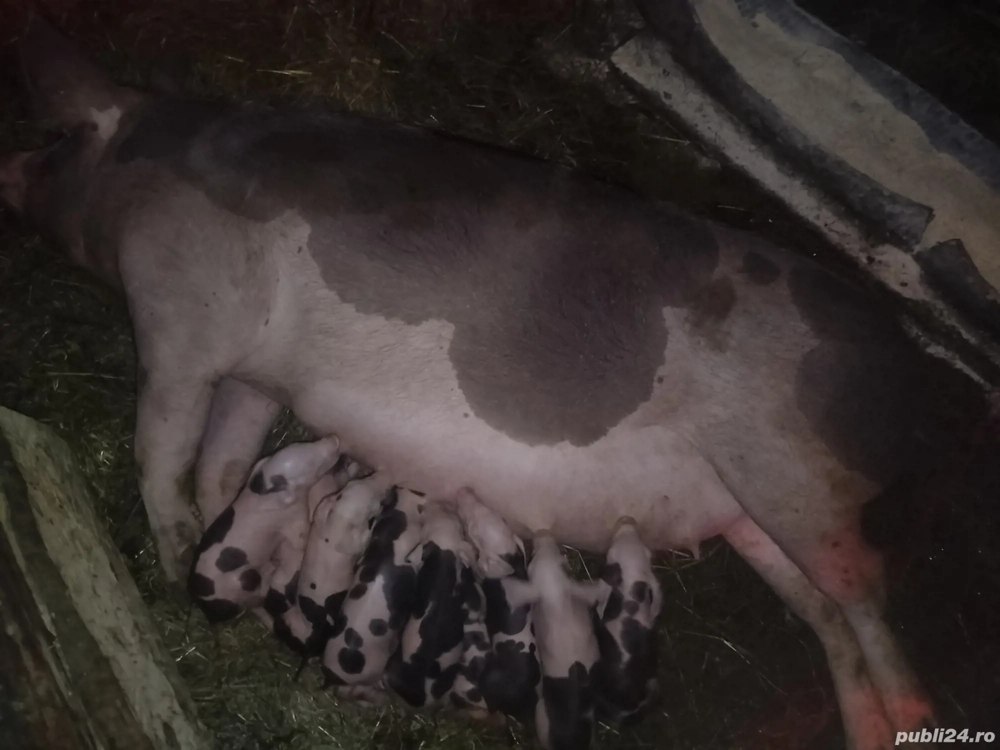 Scroafă cu purcei 