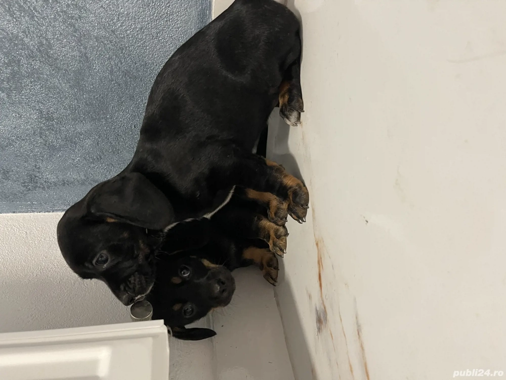 Căței teckel metis 