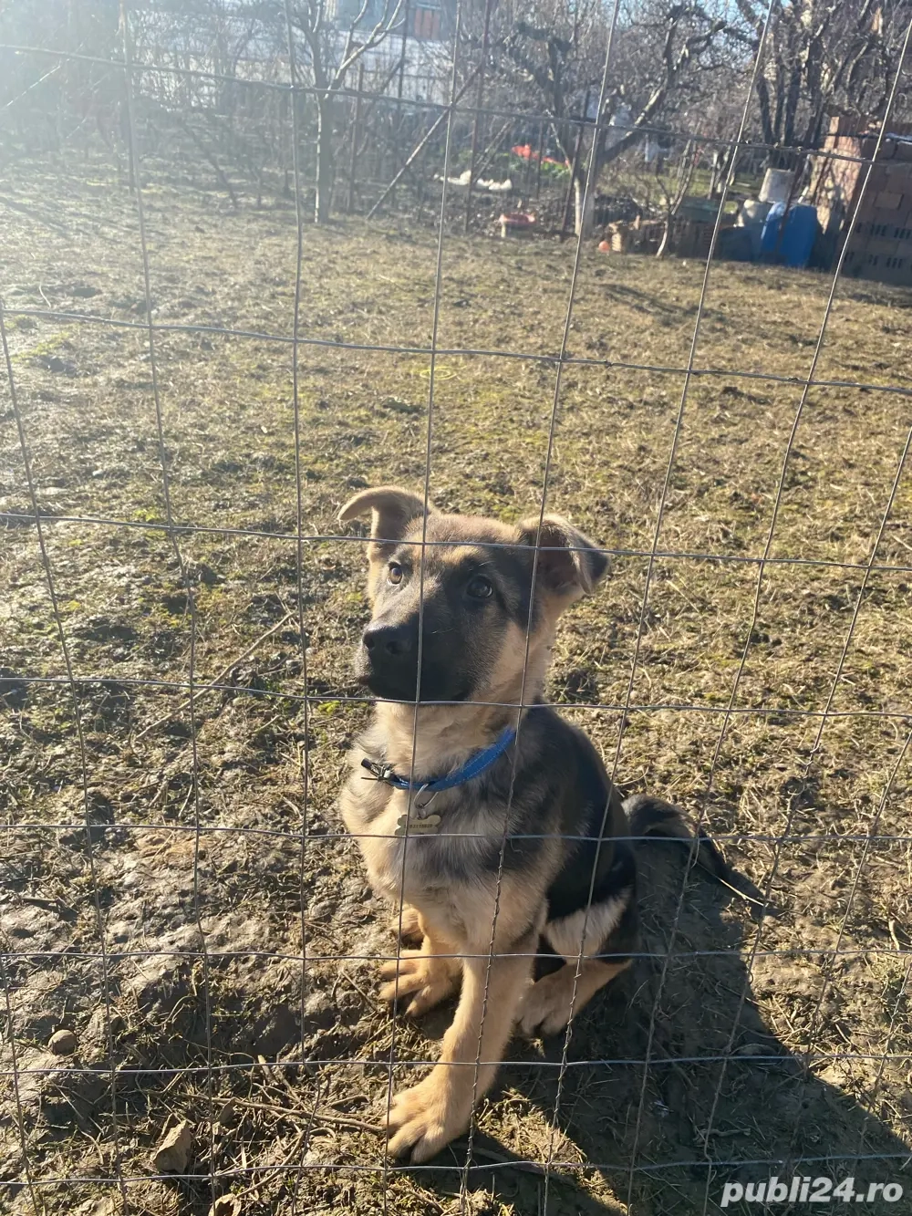 Ciobănesc German mascul - 4 luni, vaccinat