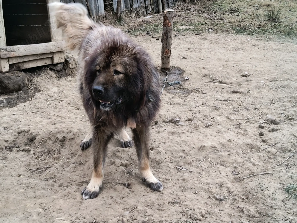 Vând pereche Ciobanesc 