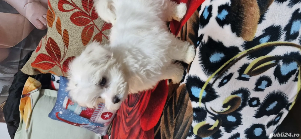 vând bichon mini toy 