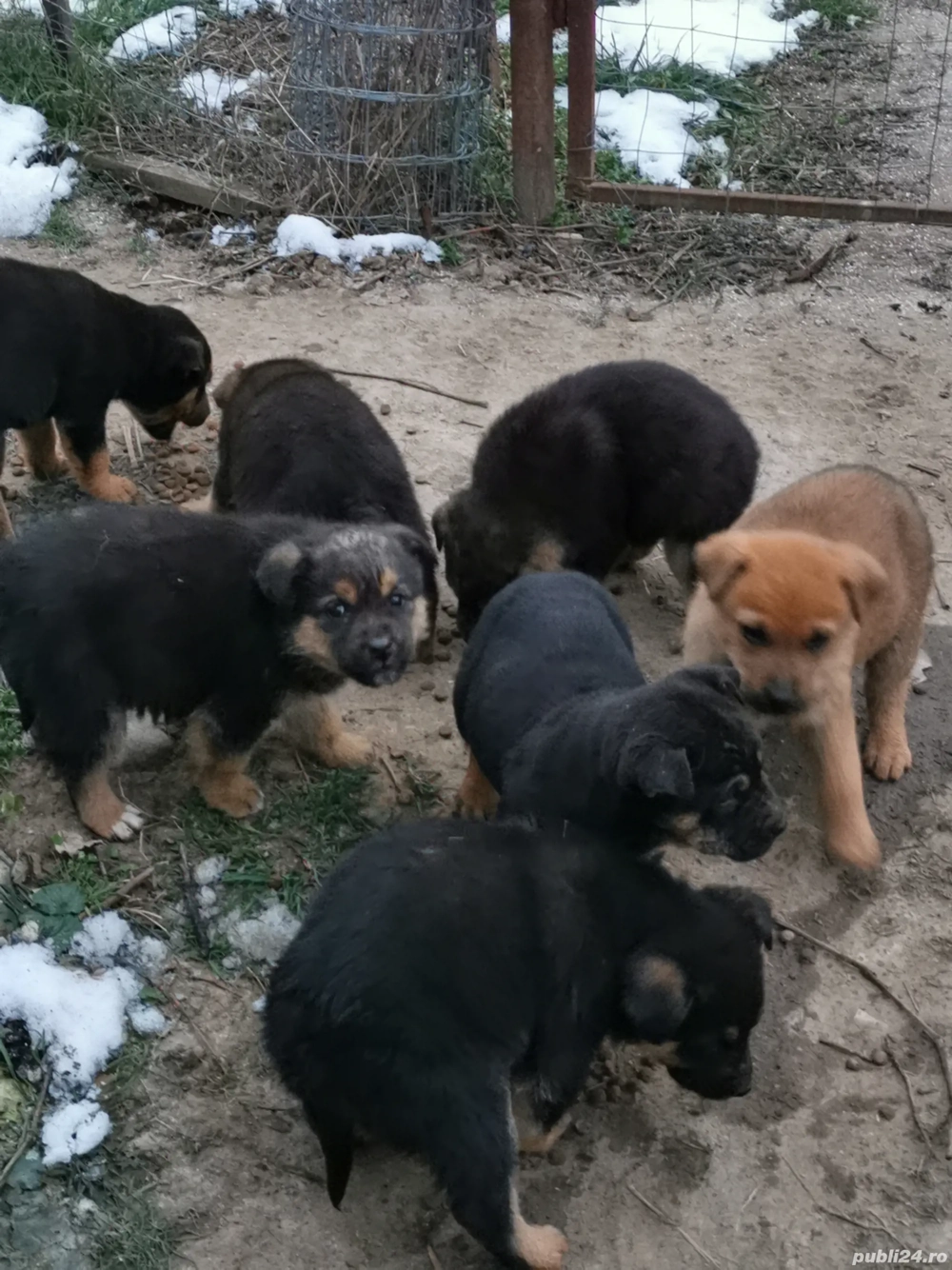 Cățeluși pentru adopție 