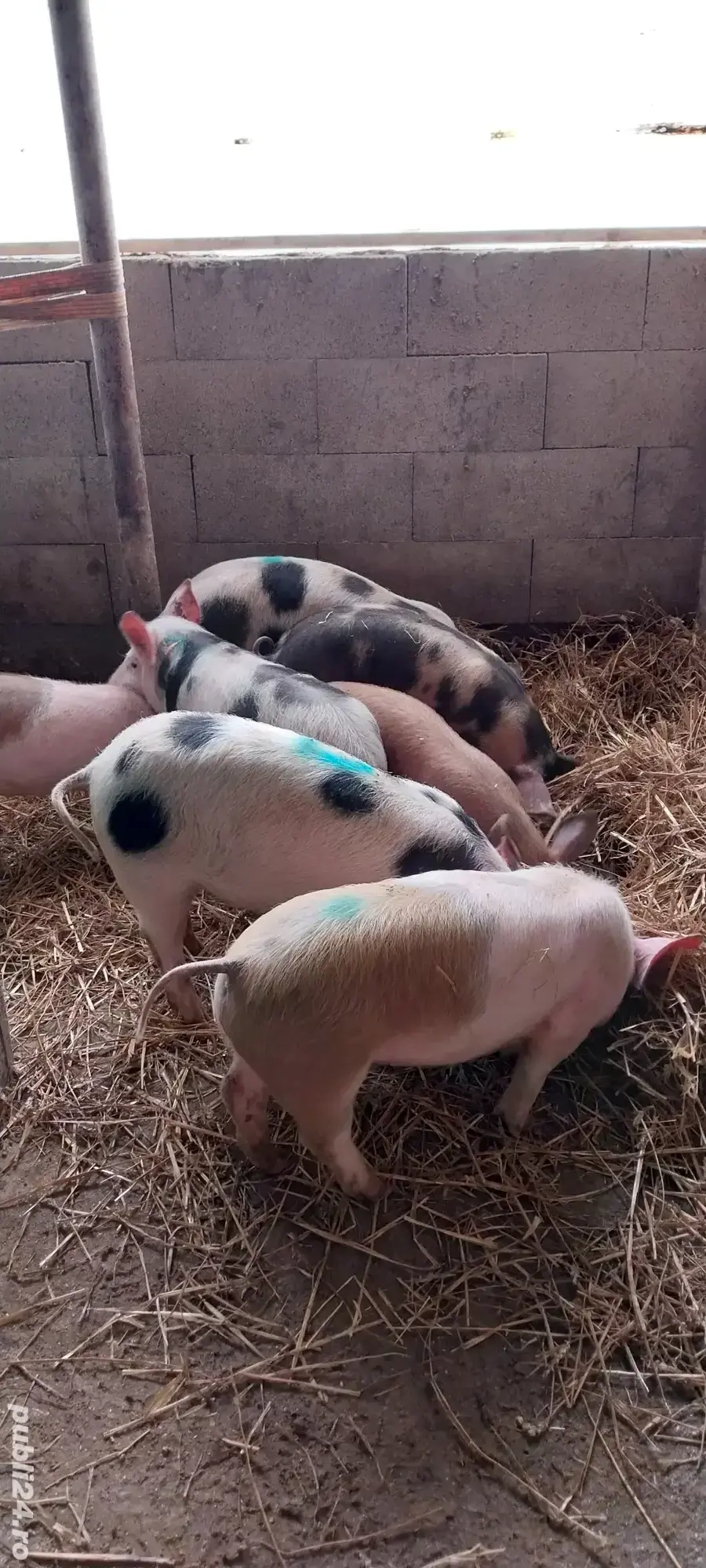 Șoldani de vânzare