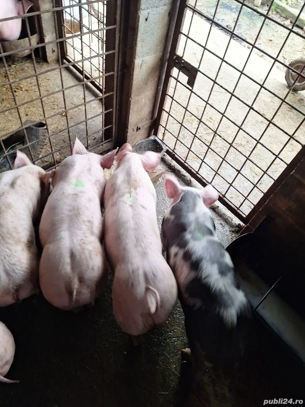 Disponibili 3 masculi metis Pietrain Belgian alb linie Mircea Lazar cei cu spray pe spate    Aproxim