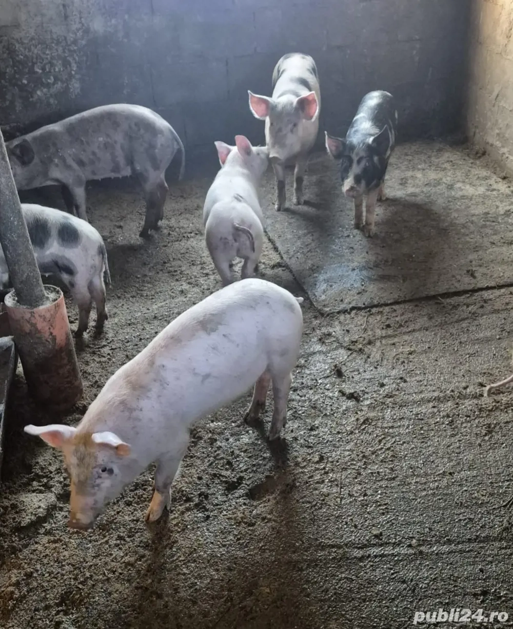 purcei, grasuni de vanzare 