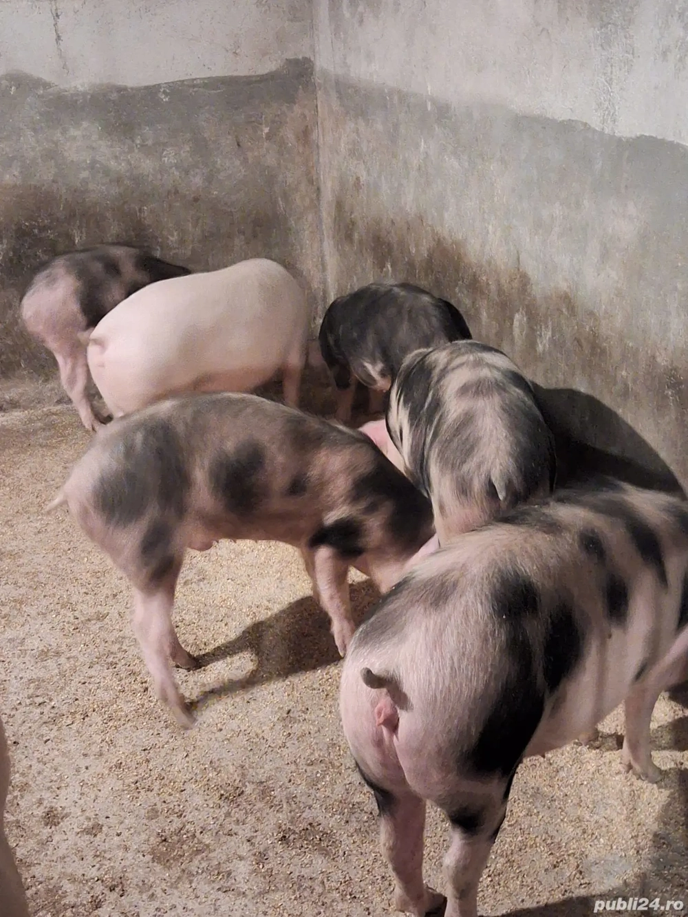 Vănd șoldani frumoși