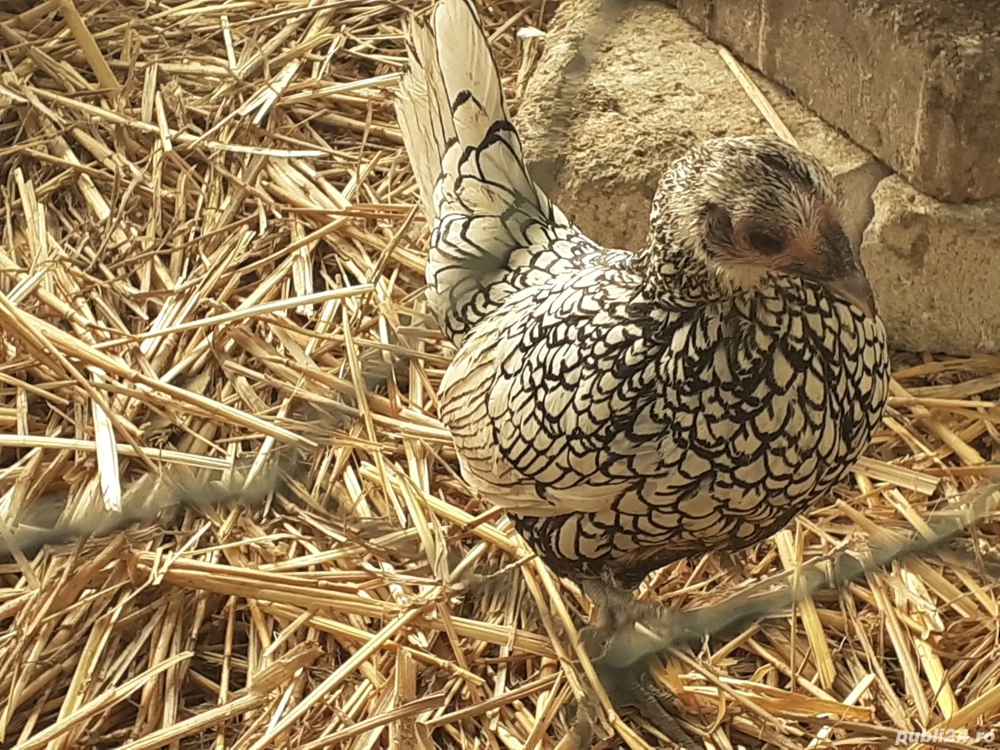 Vând puicute sebright