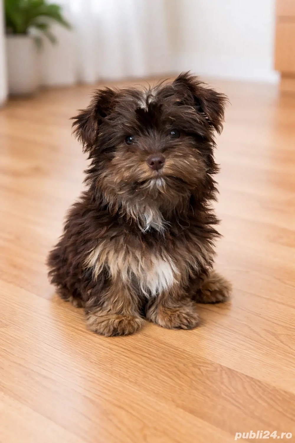 yorkshire talie mică 