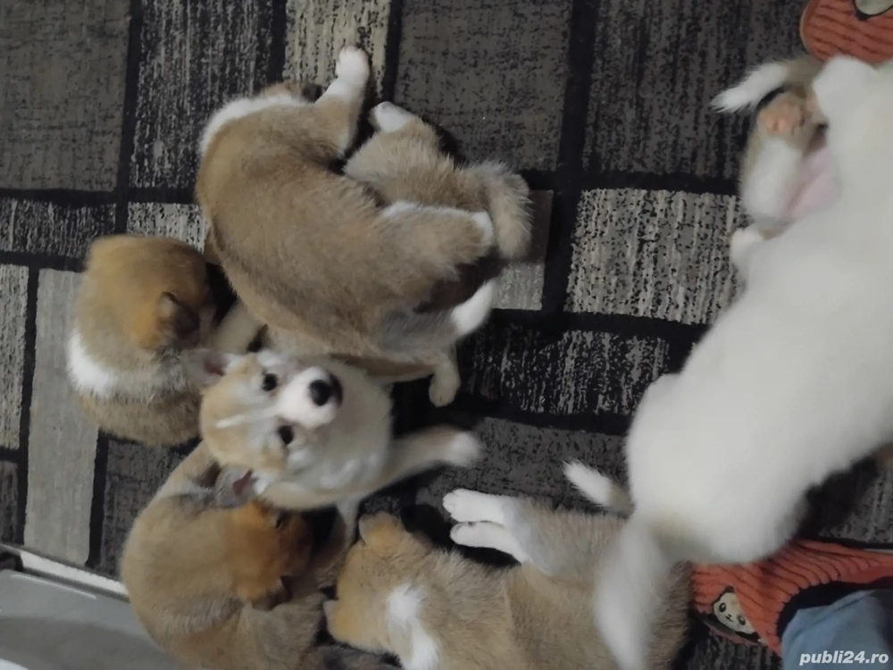 Akita inu puiutii 2 lunite,fetite