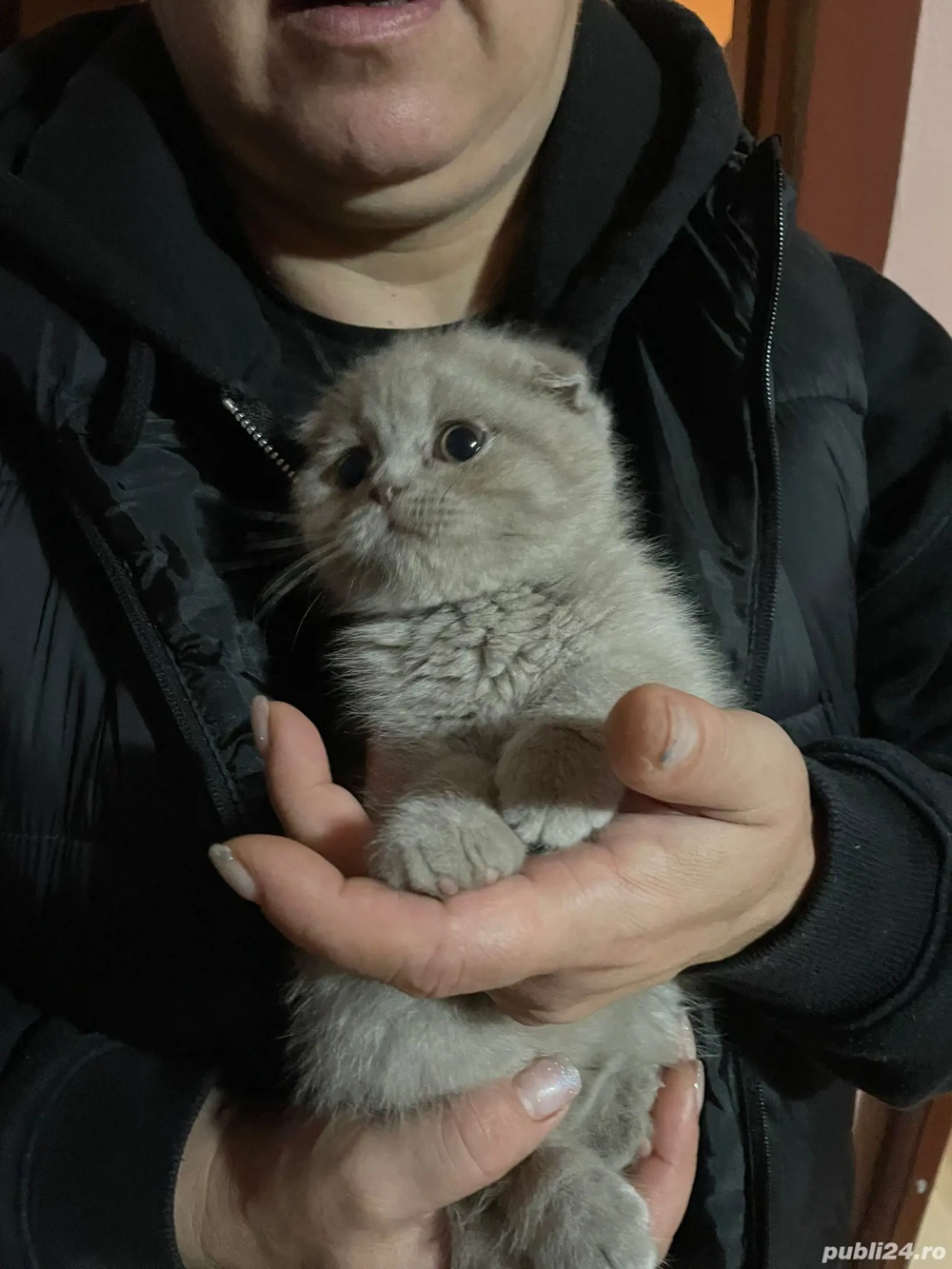 Vand pisica scottish fold foarte draguta si jucausa.