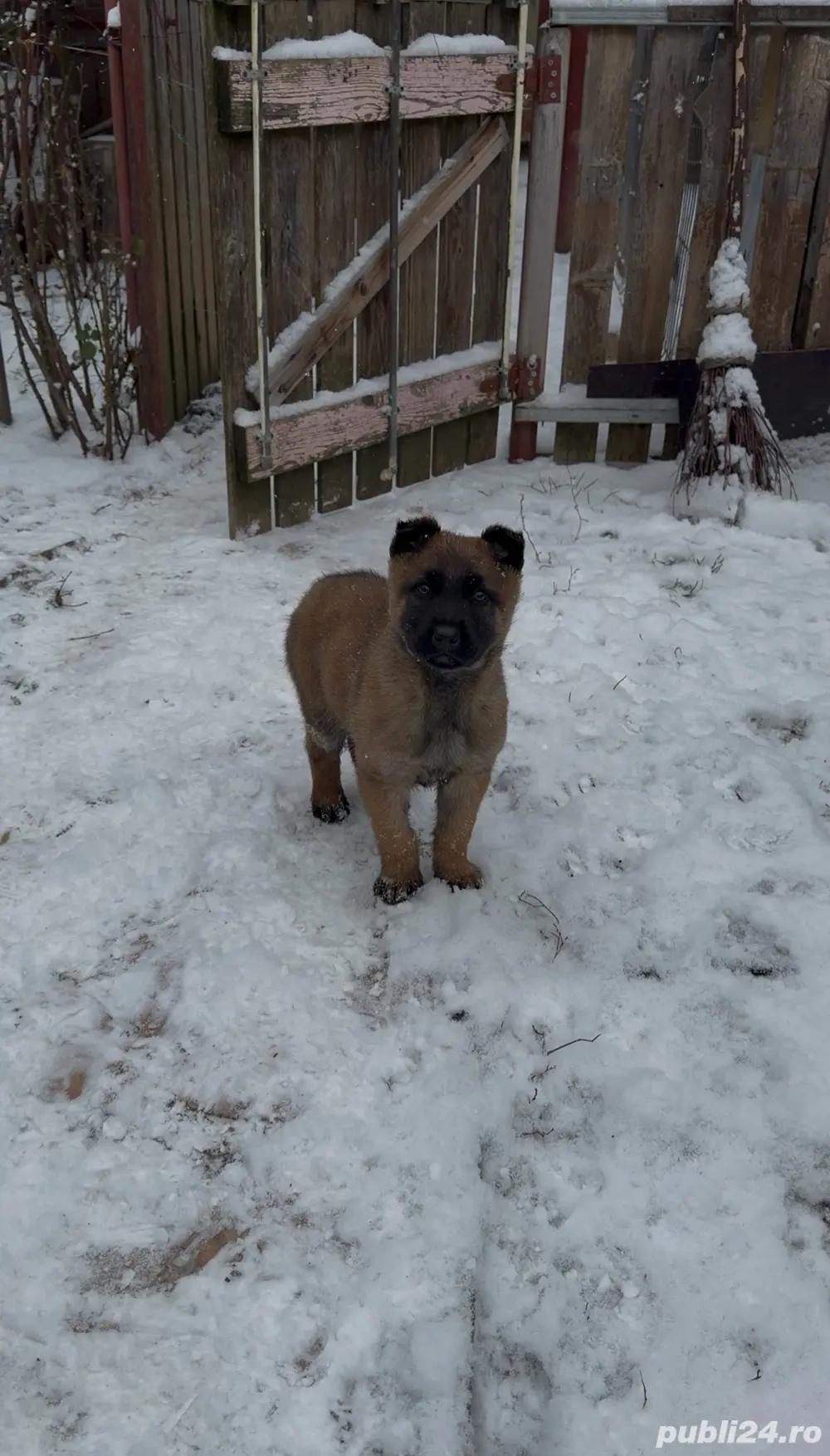 Pui Ciobanesc Belgian Malinois
