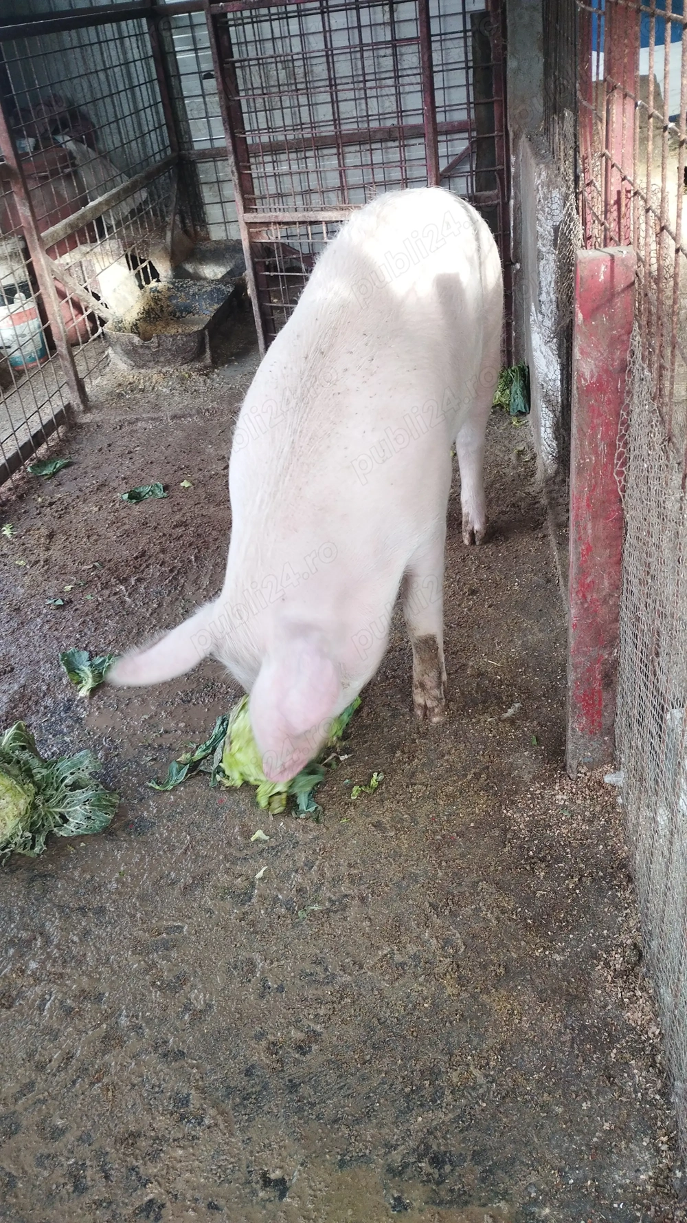 Purcei de carne diferite rase