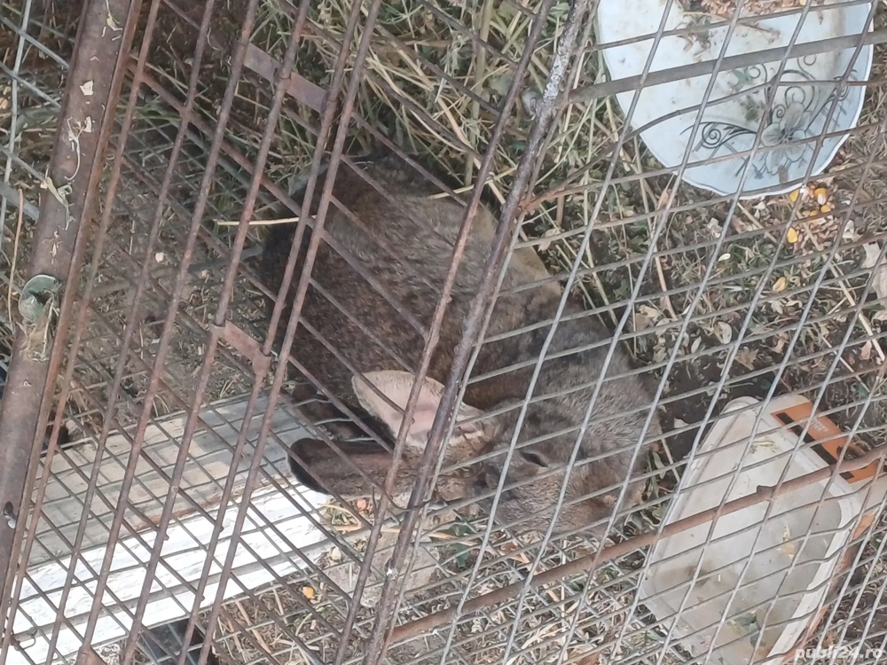 Vând iepuri belgieni și fluture german la prețul negociabil de 50 de lei!