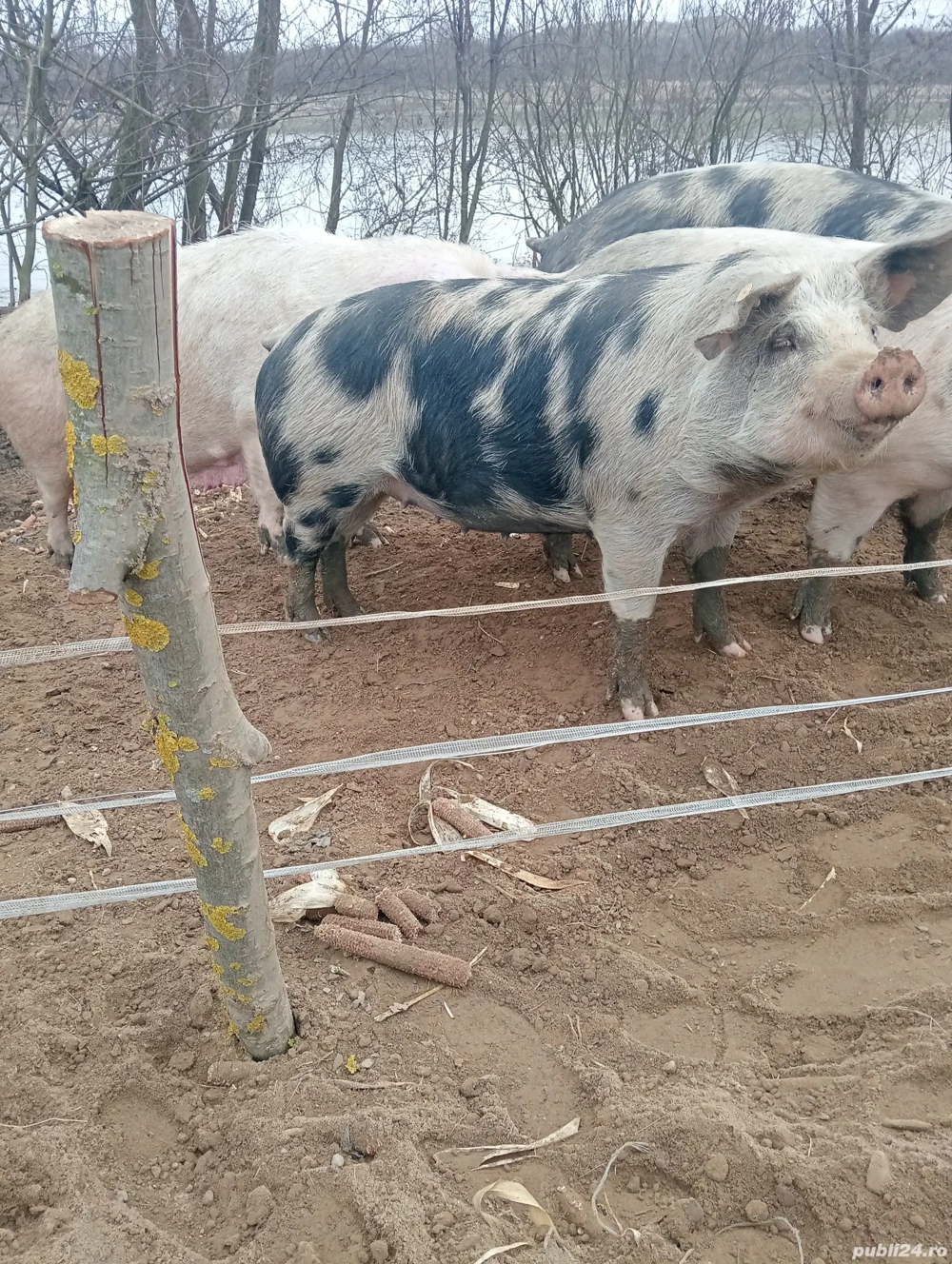 Purcea de 3 luni la prima fătare 
