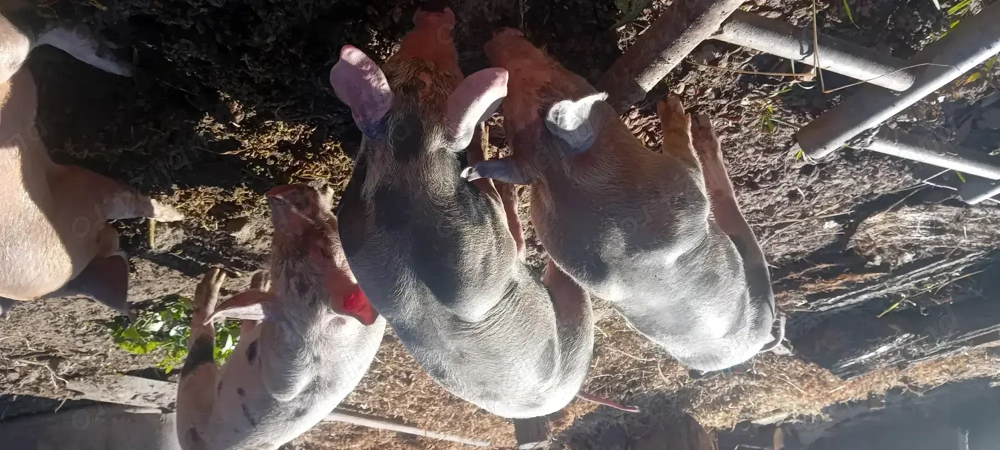 Purcei 50 kg+- vaccinați!  