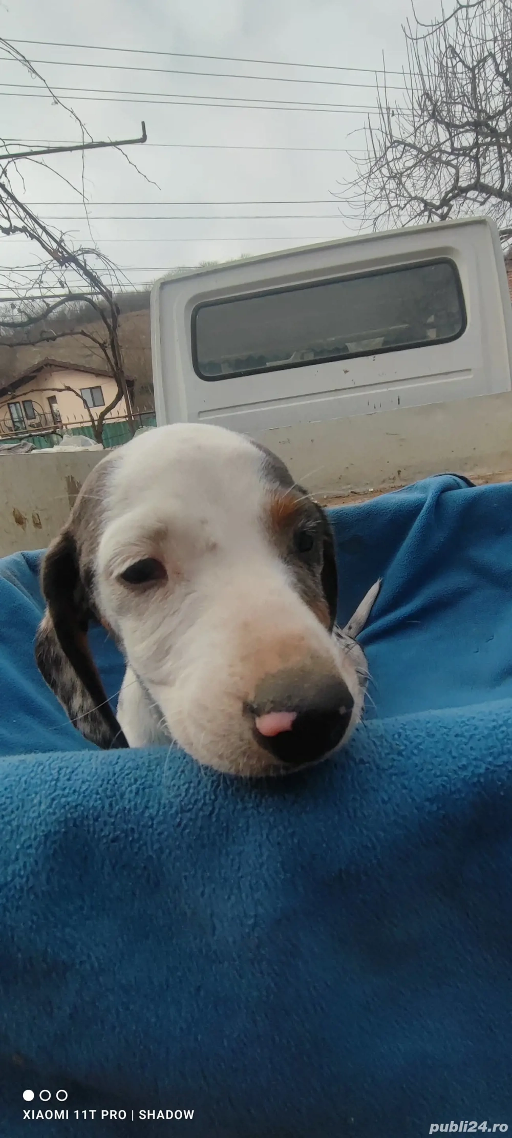 Pui Teckel Double Dapple