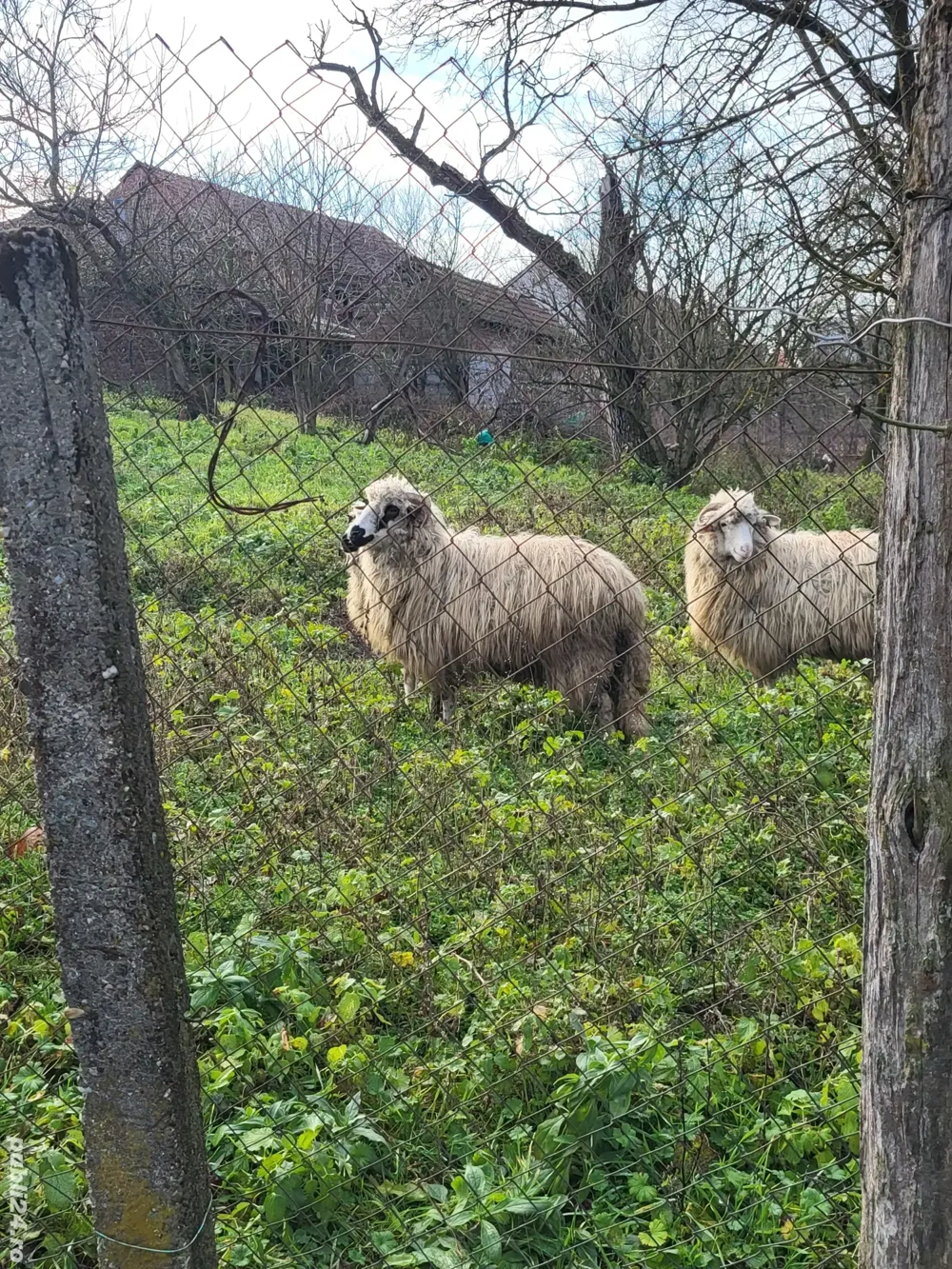 Vand o mioara si 2 miele