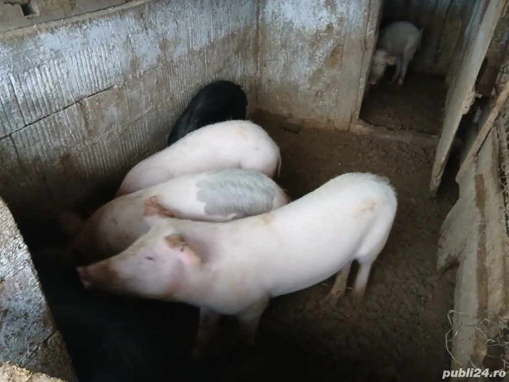 Vând porci soldani și mari 12 bucăți 60,130 kg 