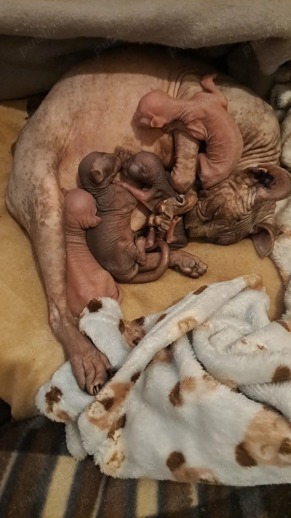 Sphinx Imperial Persan 