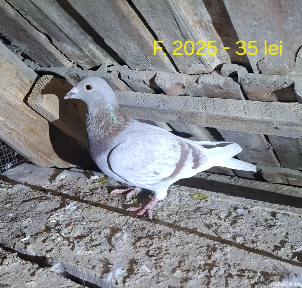 Vand porumbei voiajori