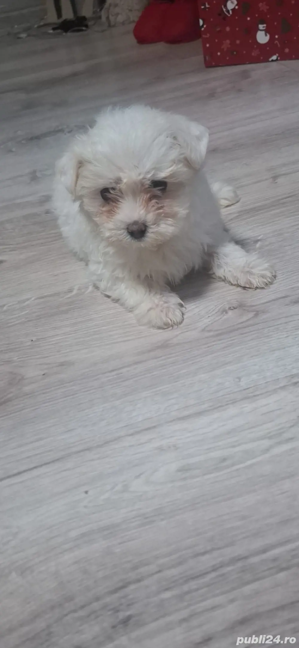 vand bichon , are 2 luni e ff cuminte si jucausa 