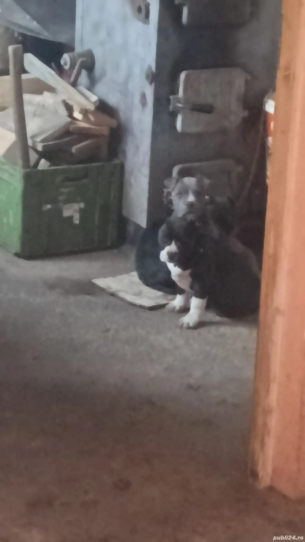 Vând căteii rasa Amstaff