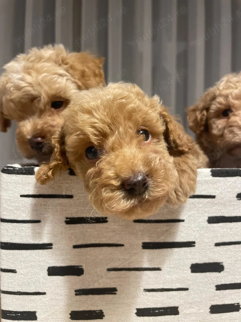 Puii pudel   caniche   rosu  roscat   poodle   maltipoo