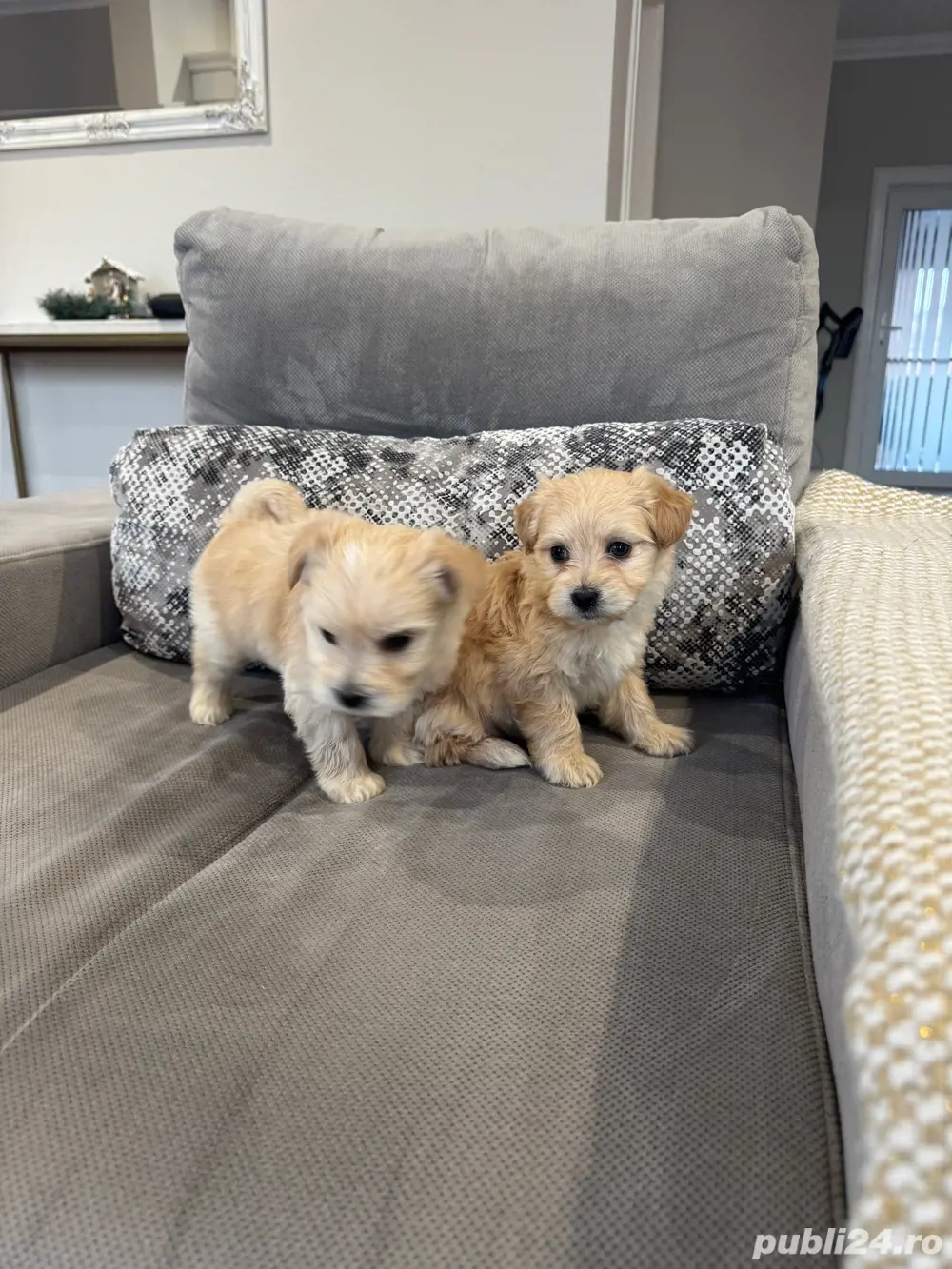 Catelusi  Maltipoo toy (pudel- bichon)