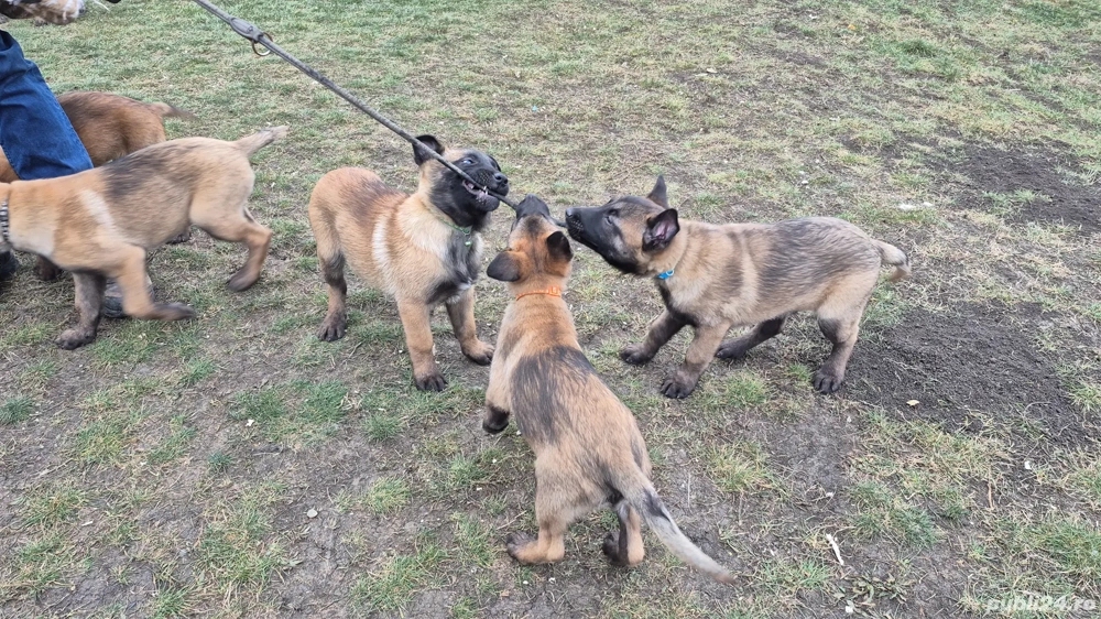Ciobănesc Belgian Malinois Femela Pedigree 