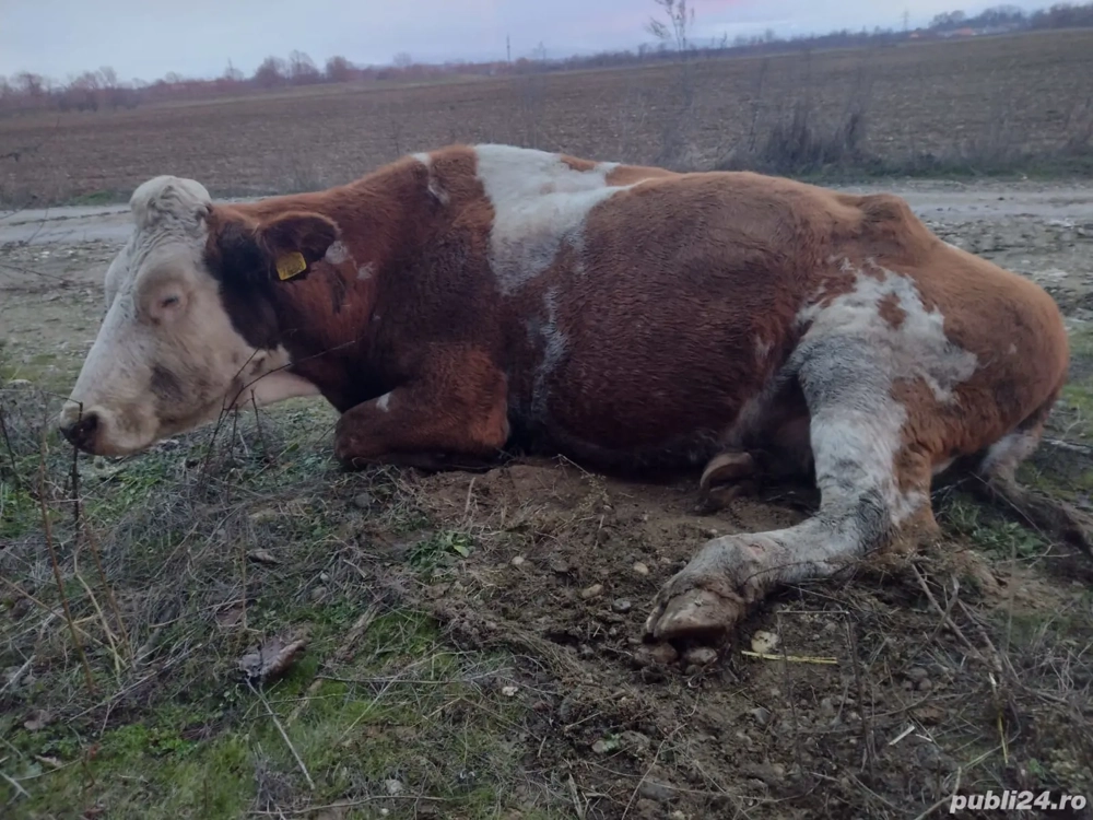 Baltata romaneasca de abatorizat