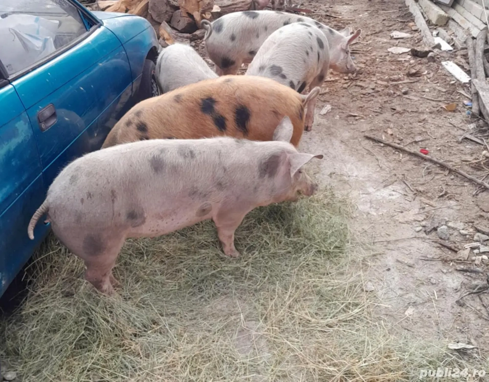 Porci între 70 și 100 kg