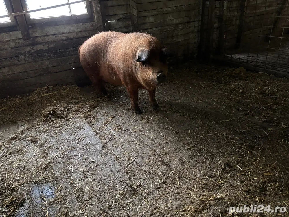 mangalita de vanzare