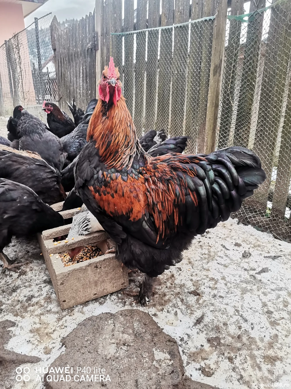 Cocosi foarte frumosi