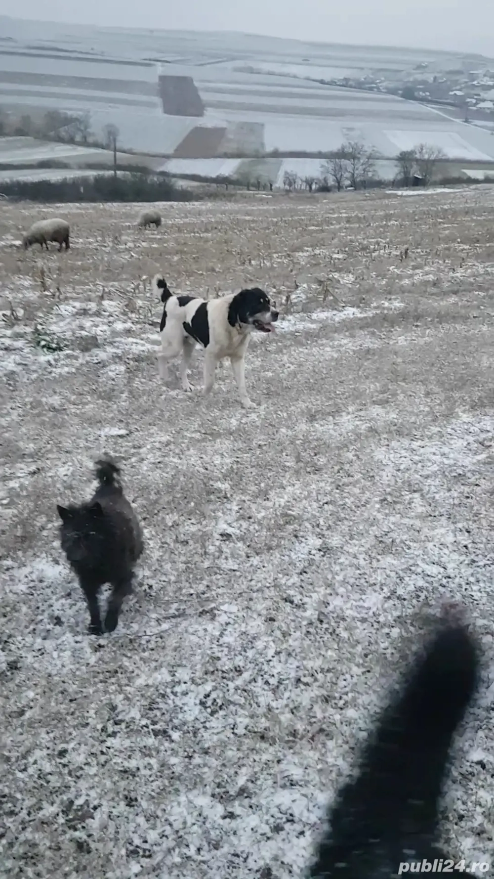 Vând 3 câini de oi 