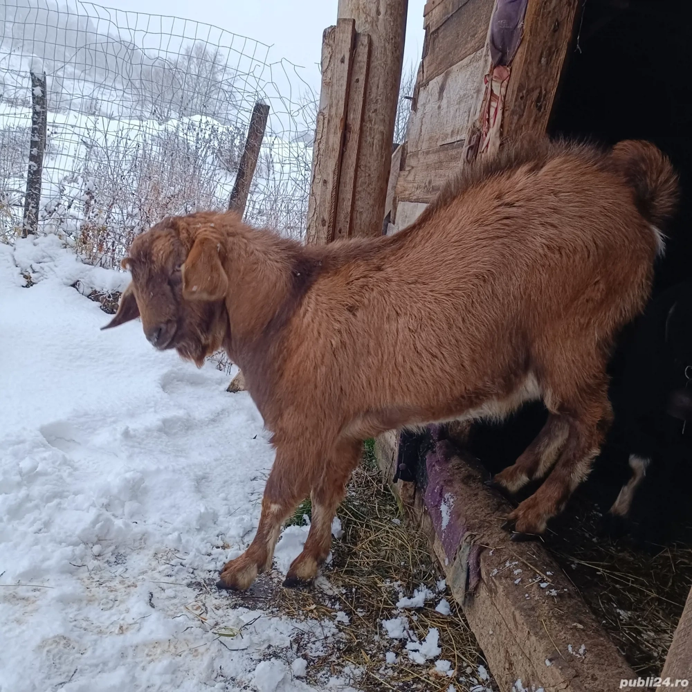 schimb țap cu o capra gestanta 