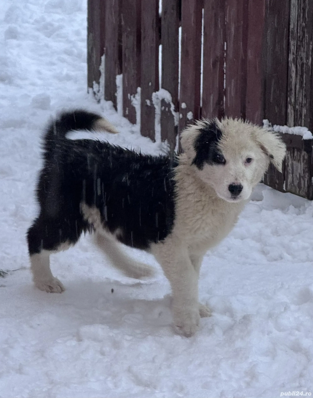 Cățel Ciobănesc Carpatin  Femelă