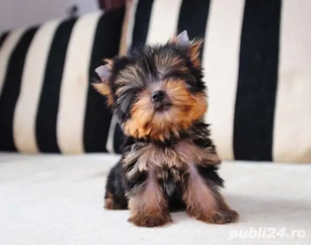 Yorkshire terrier talie mica