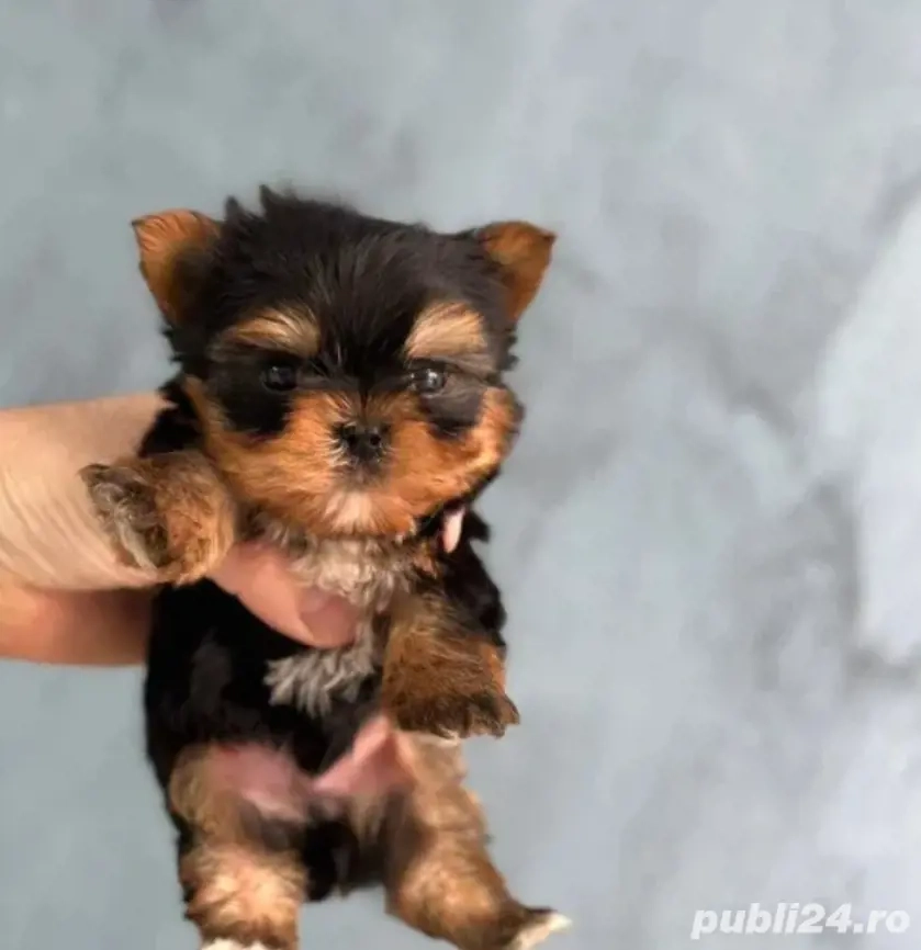Yorkshire terrier talie mica