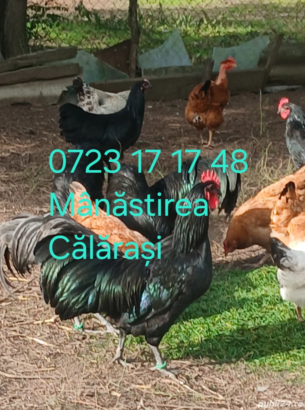 Cocoși Australorp negru și albastru disponibili 