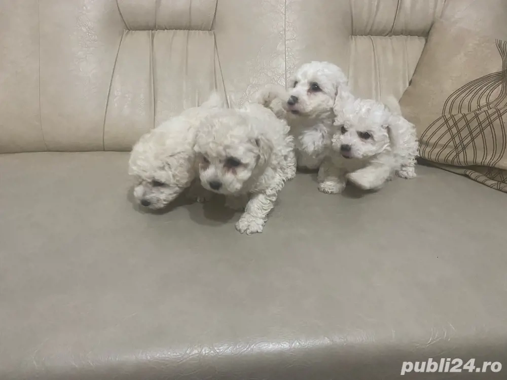 Bichon maltez mini toy