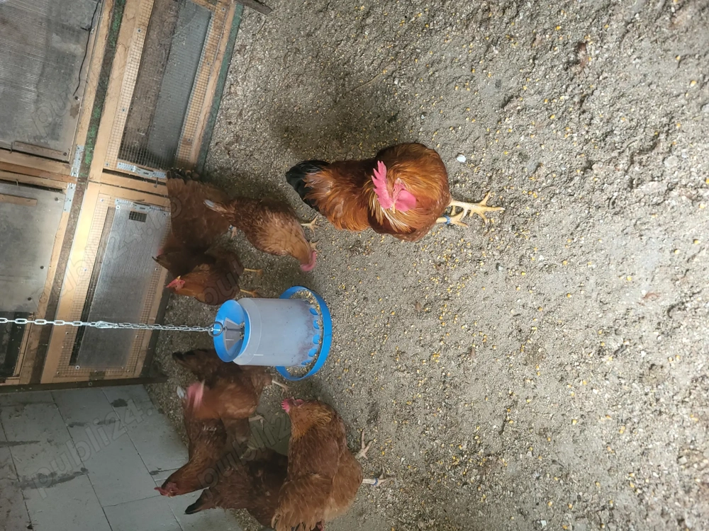 De vanzare oua de reproductie New Hampshire