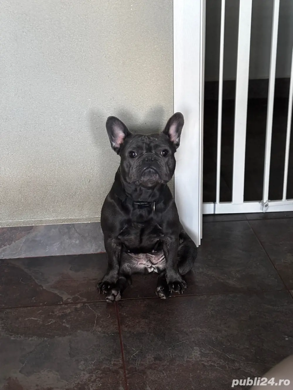 Vand Bulldog francez blue femela