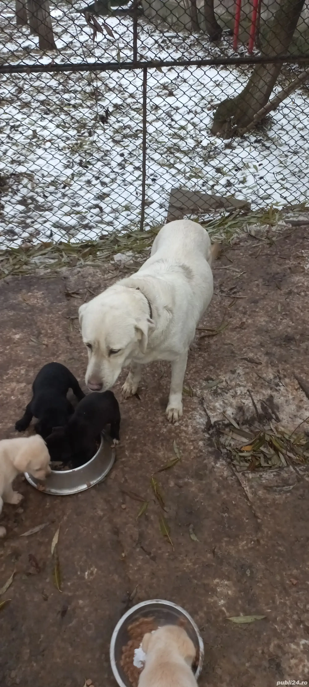 Donez catei Labrador