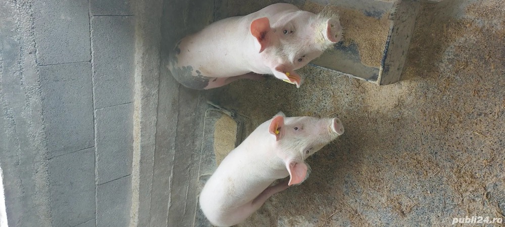 Purcei de vânzare 