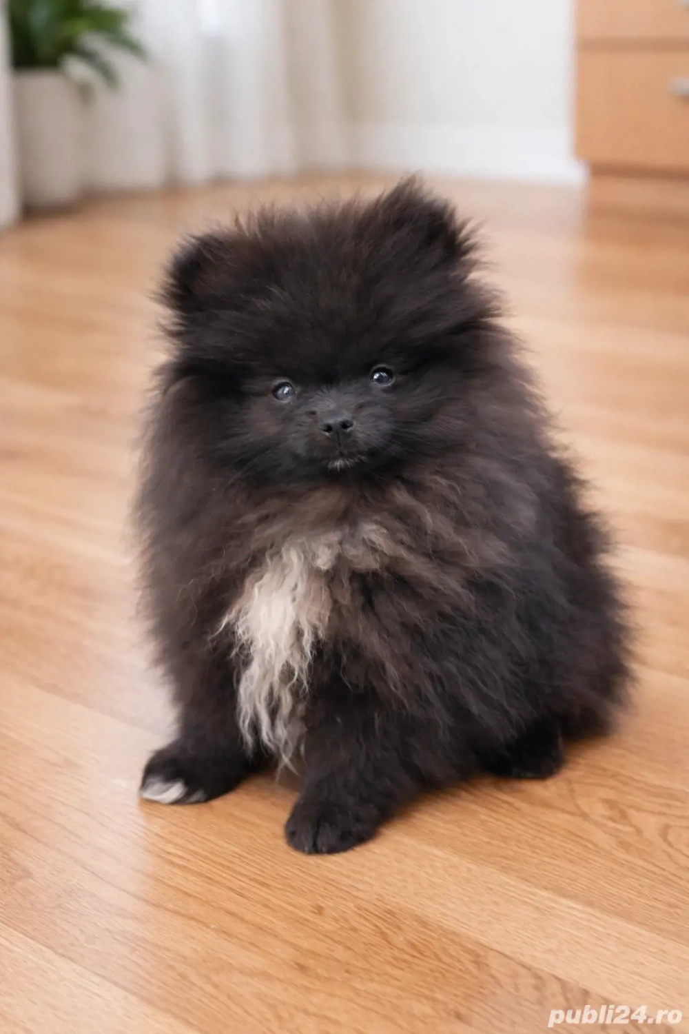 pomeranian femelă 