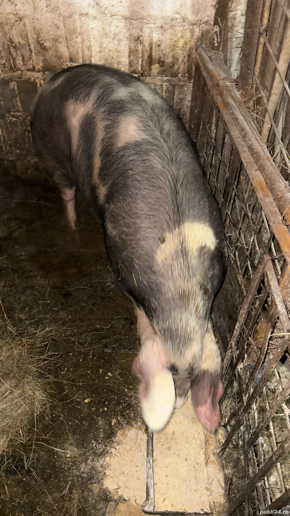 Vând o scrofiță rasa pietraine , de ținut sau de tăiat .