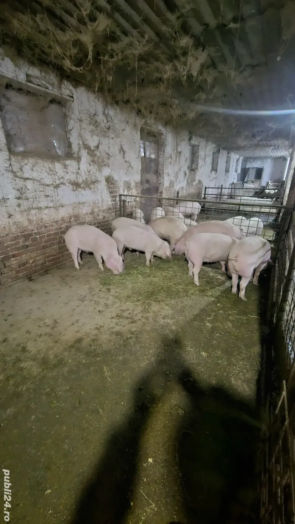 grasuni de vanzare 50-65 kg 